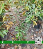 Cây Giống Vú Sữa Lò Rèn (Hàng Lở) - Cửa Hàng Cây Giống Chợ Lách 4