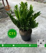 Cây Kim Tiền - Cây Giống Chợ Lách 1