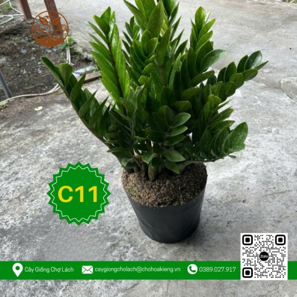 Cây Kim Tiền - Cây Giống Chợ Lách 1