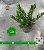 Cây Kim Tiền - Cây Giống Chợ Lách