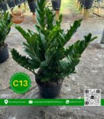 Cây Kim Tiền - Cây Giống Chợ Lách 2