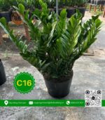 Cây Kim Tiền - Cây Giống Chợ Lách 3