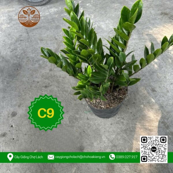 Cây Kim Tiền - Cây Giống Chợ Lách