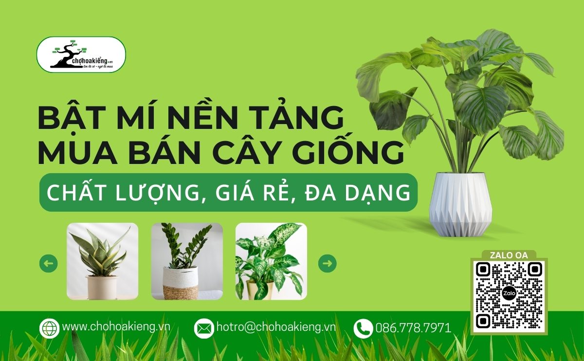Chọn Mua Cây Giống Ở Đâu Để Đảm Bảo Uy Tín Và Giá Cả Hợp Lý? | Chợ Hoa Kiểng