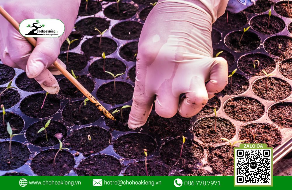 Một Phương Pháp Ươm Hạt Giống Khác Mà Chợ Hoa Kiểng Muốn Chia Sẻ Với Bạn Là &Quot;Cách Ươm Hạt Giống Bằng Vỉ Ươm Hạt&Quot;.
