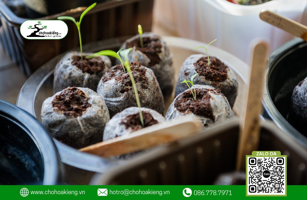 Chợ Hoa Kiểng Sẽ Hướng Dẫn Bạn Cách Ươm Hạt Giống Bằng Viên Nén Xơ Dừa.