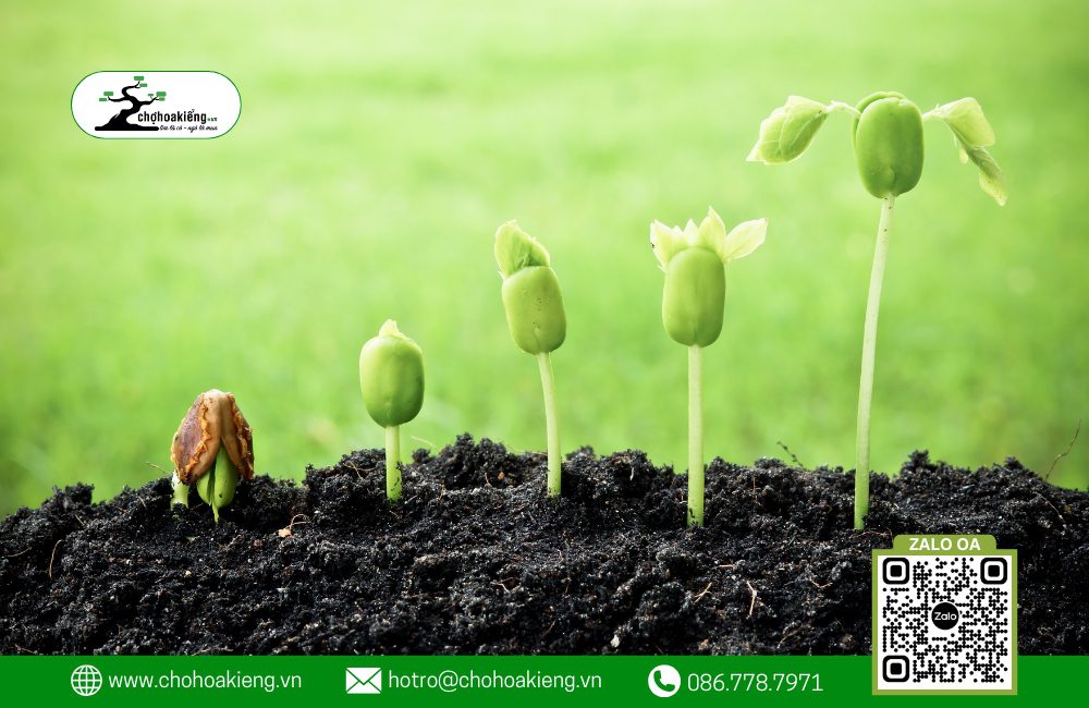 Hướng Dẫn Cách Ươm Hạt Giống, Ươm Cây Con