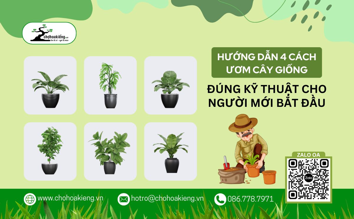 Hướng Dẫn 4 Cách Ươm Cây Giống: Các Bước Ươm Giống Cơ Bản, Đúng Kỹ Thuật Cho Người Mới Bắt Đầu 6 Hướng Dẫn 4 Cách Ươm Cây Giống: Các Bước Ươm Giống Cơ Bản, Đúng Kỹ Thuật Cho Người Mới Bắt Đầu | Chợ Hoa Kiểng 5