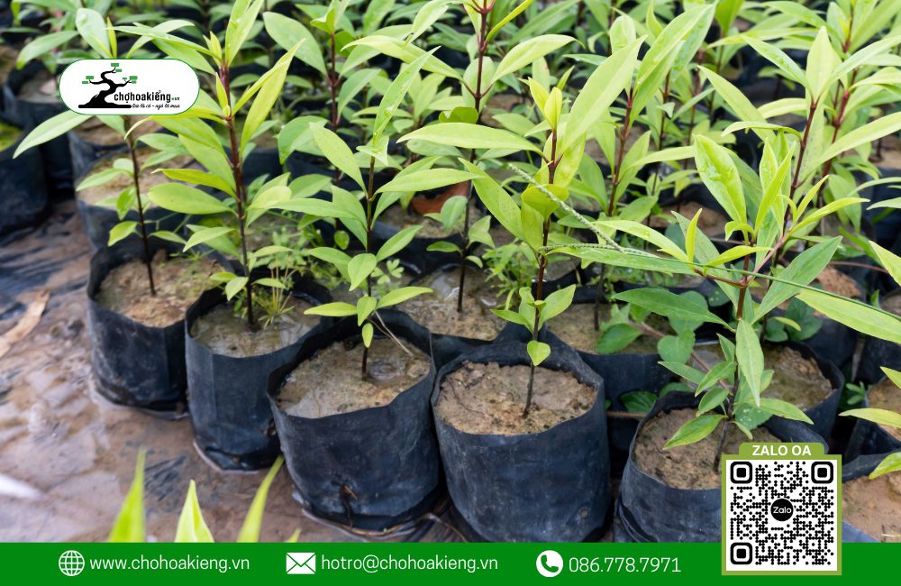 Kỹ Thuật Ươm Hạt Giống Là Một Phương Pháp Quan Trọng, Giúp Hạt Giống Được Gieo Trong Đất Hoặc Các Vật Liệu Khác Trước Khi Đưa Vào Quy Trình Trồng Cây.