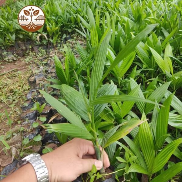 Cây Giống Cau Tứ Quý Chuẩn Giống | Cây Giống | Cây Giống Chợ Lách 1