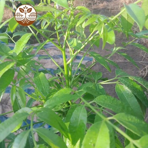 Cây Giống Cóc Thái | Cây Giống | Cây Giống Chợ Lách 1