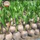 Cây Giống Dừa Ta | Cây Giống | Cây Giống Chợ Lách 1