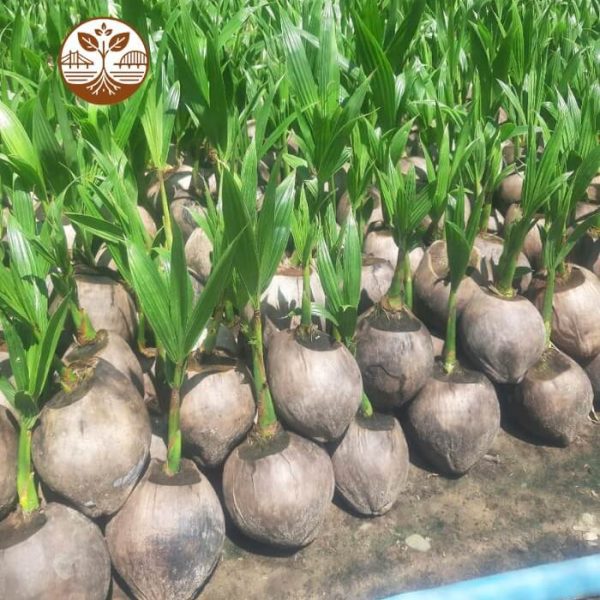 Cây Giống Dừa Ta | Cây Giống | Cây Giống Chợ Lách