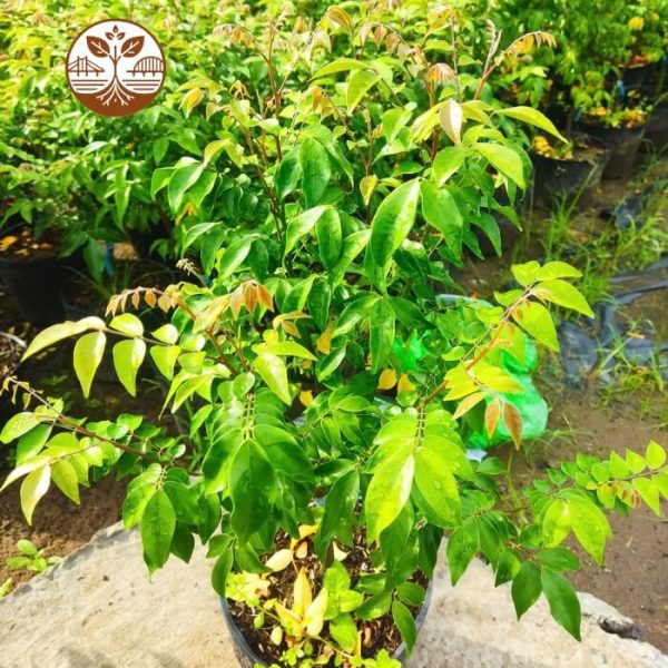 Cây Giống Khế Chua | Cây Giống | Cây Giống Chợ Lách 1