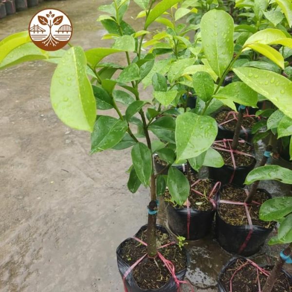 Cây Giống Mãng Cầu Xiêm | Cây Giống | Cây Giống Chợ Lách 1