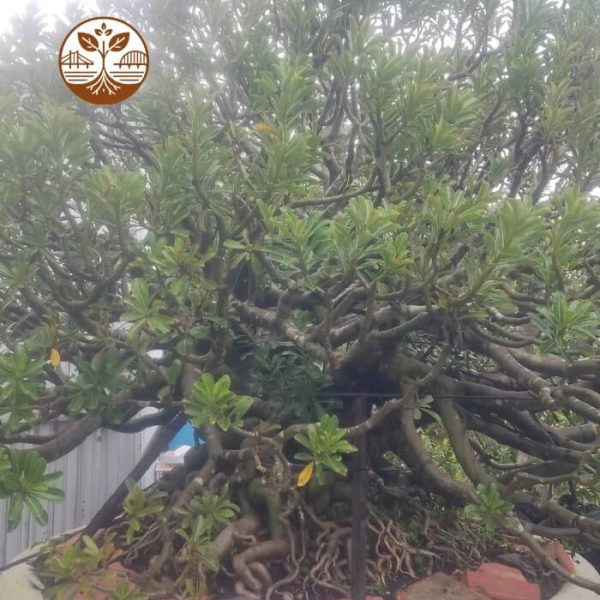 Cây Sứ Ánh Dương | Cây Cảnh | Chợ Hoa Kiểng 1