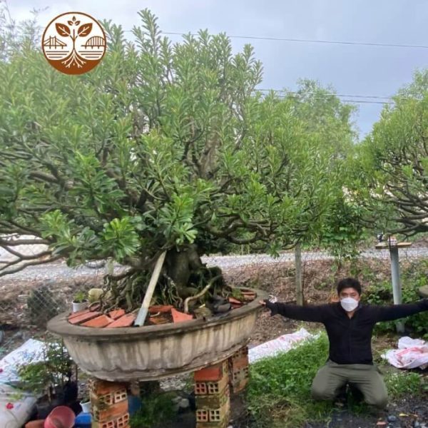Một Cặp Sứ Đẹp, Cây To | Cây Cảnh | Chợ Hoa Kiểng 1