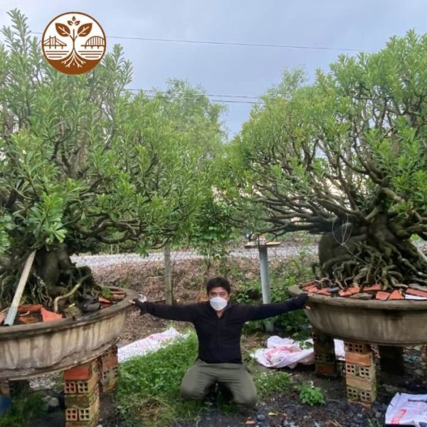 Một Cặp Sứ Đẹp, Cây To | Cây Cảnh | Chợ Hoa Kiểng