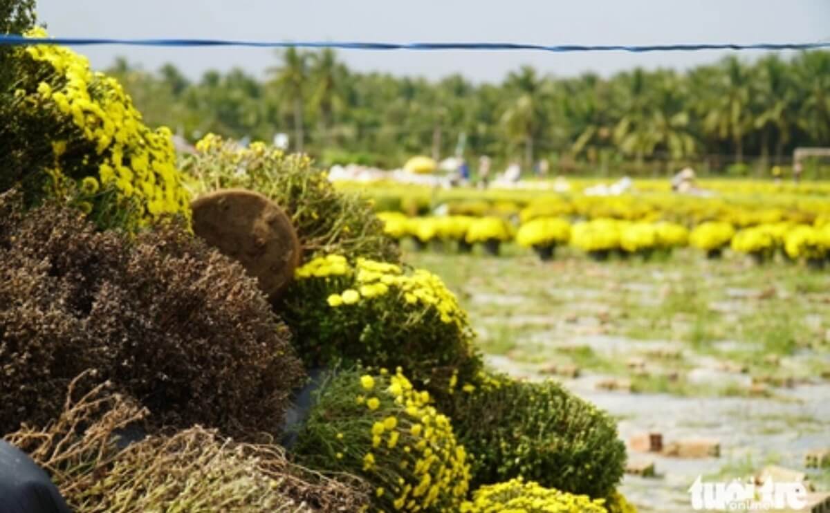 Người Dân Tphcm Giải Cứu Cúc Mâm Xôi Nở Sớm, Mỗi Ngày Bán Cả Trăm Chậu | Chợ Hoa Kiểng 06
