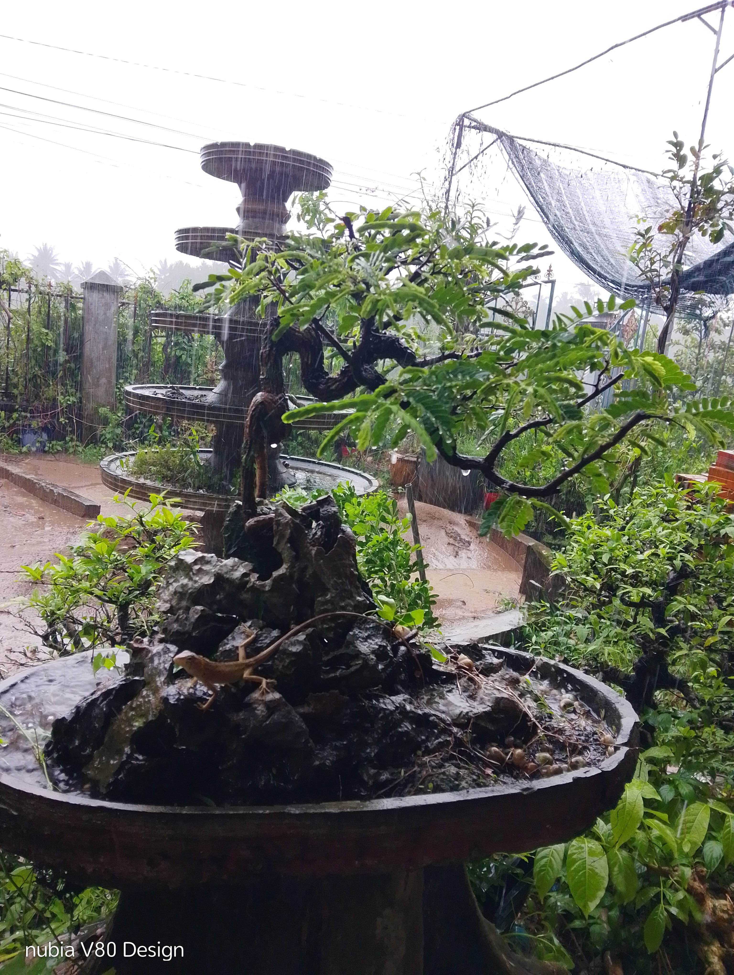 Cây me bonsai